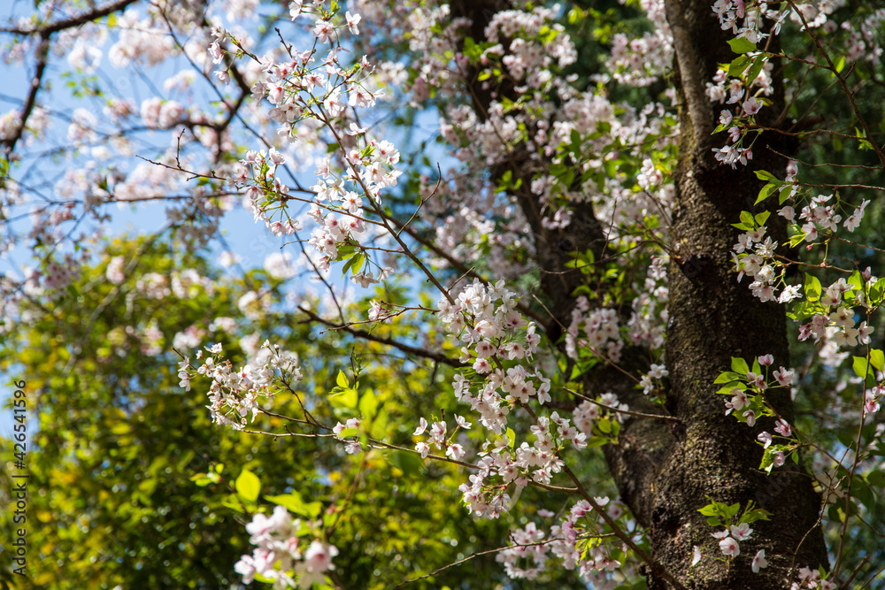 桜 桜