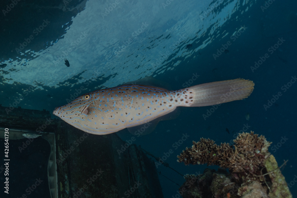 Fototapeta premium Fish swim in the Red Sea, colorful fish, Eilat Israel 