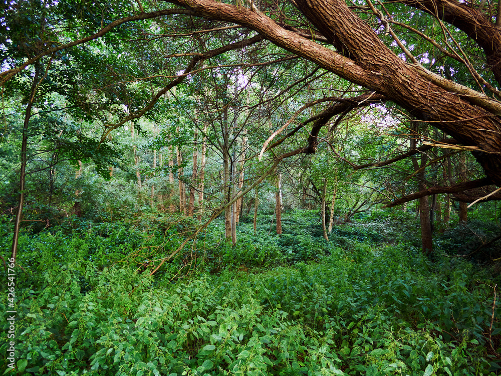 Beautiful green area of a forest Denmark Beautiful green area of a forest Denmark