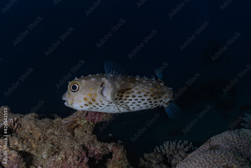 Fish swim in the Red Sea, colorful fish, Eilat Israel
Fish swim in the Red Sea, colorful fish, Eilat Israel