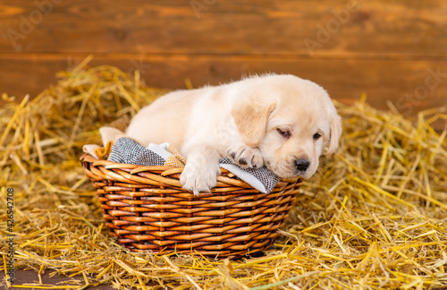 Labrador puppy lies on the hay in the barn on the farm in a wicker basket
