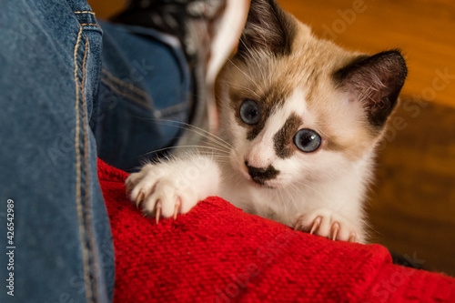 Tableau sur toile Puppy kitten playing with nails nailed on the couch between a person's legs