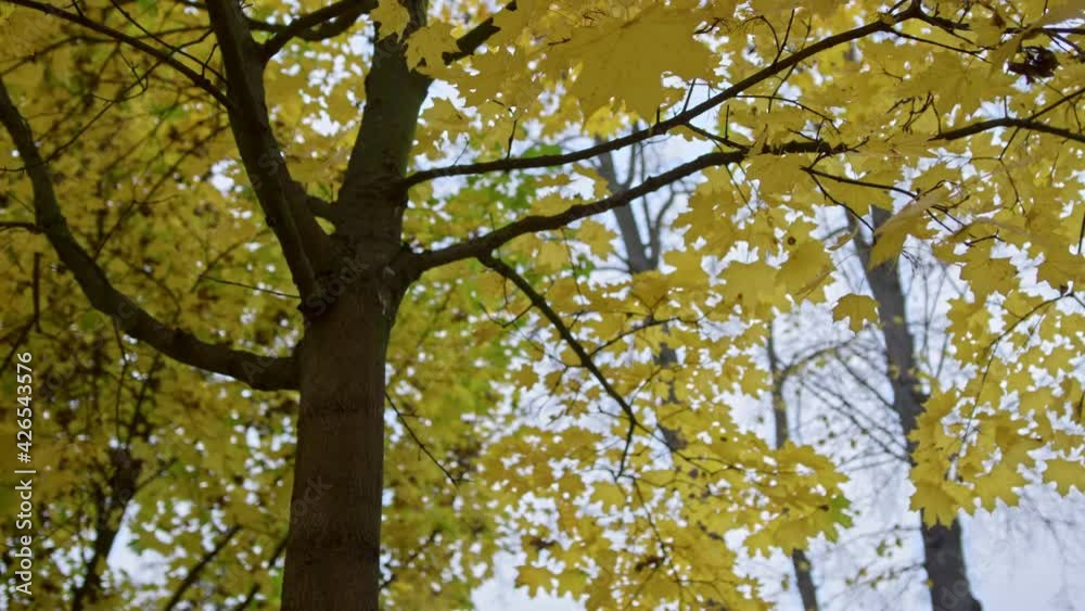 Beautiful autumn leaves on maple tree outside. Colorful trees. Beautiful autumn leaves on maple tree outside. Colorful trees.