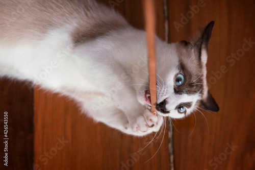 Tableau sur toile Anakin cat playing and biting a stick