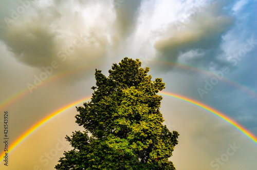 A linden tree illuminated by the rays of the sun and surrounded by a large rainbow against the background of clouds after a thunderstorm