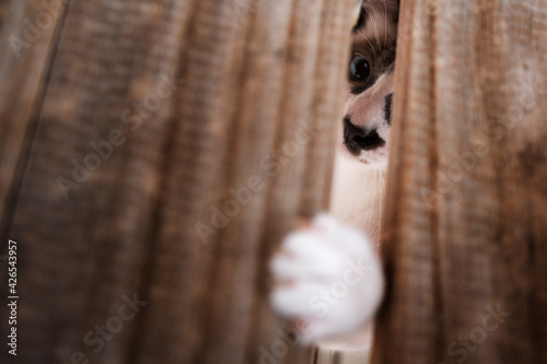 Tableau sur toile Anakin cat playing through the cracks in the wood showing his paw and nails