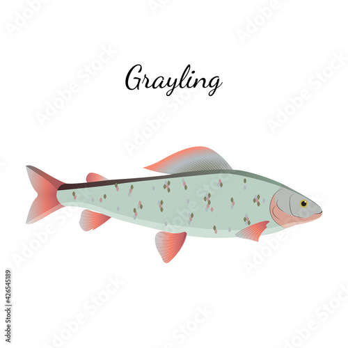 Grayling river fish with name subscription. Grayling isolated on white background. Big fish. Vector illustration