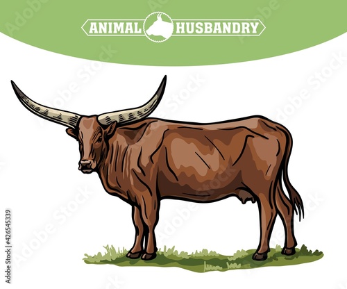 Breeding cattle. grazing cow. vector illustration isolated on white background