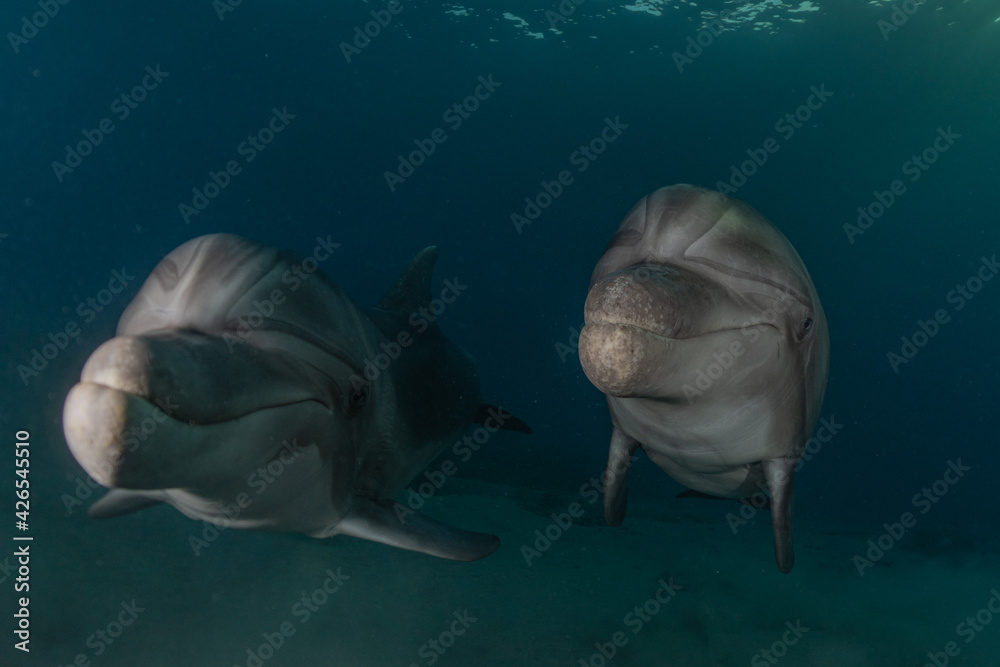 Naklejka premium Dolphin swimming in the Red Sea, Eilat Israel 