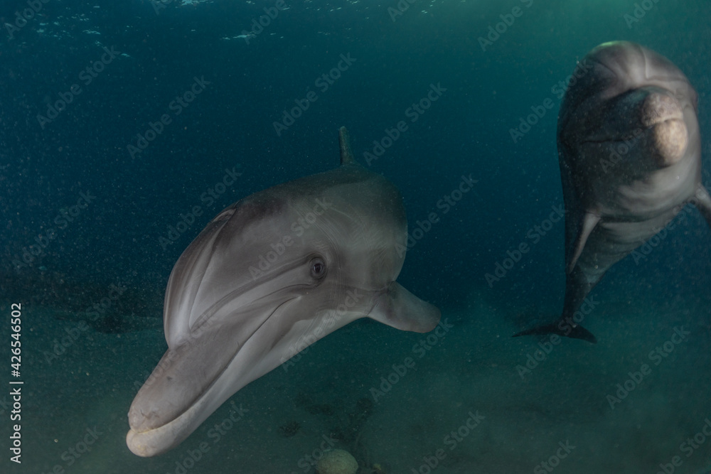 Naklejka premium Dolphin swimming in the Red Sea, Eilat Israel 