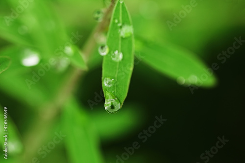 drop falling from the leaf. nature spring background. bright greens in soft focus, space for text