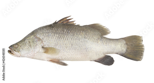 Big barramundi fish isolated on white background 