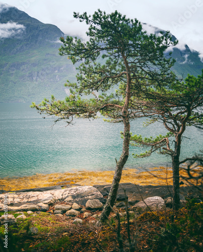Beautiful landscape, pine trees on the fjord in Norway, travel to Scandinavia