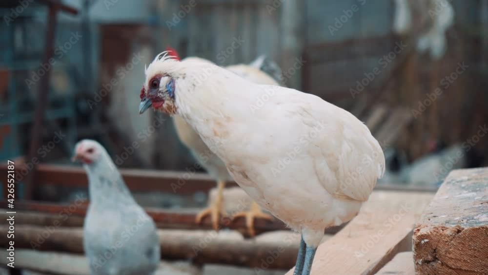 A beautiful white chicken that looks around, a rooster can be seen in the background. Stand outdoors in an eco farm A beautiful white chicken that looks around, a rooster can be seen in the background. Stand outdoors in an eco farm