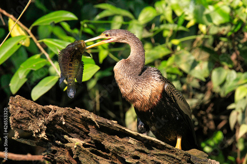 anhinga snake bird or heron with fish  photo