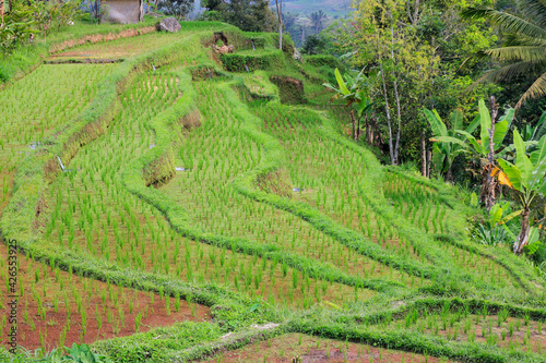 rice terraces in island of Bali 