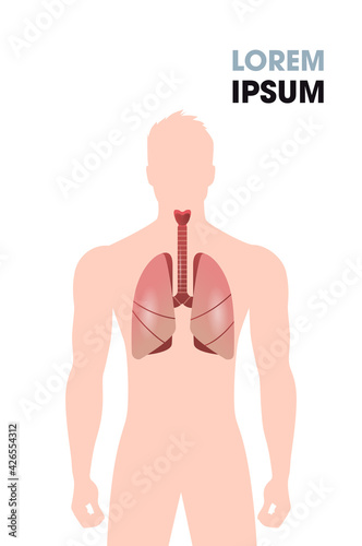 human esophagus trachea lungs internal organs respiratory system medical poster portrait flat vertical copy space