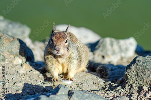 California ground squirrel (Spermophilus beecheyi) in Central Park, Fremont photo