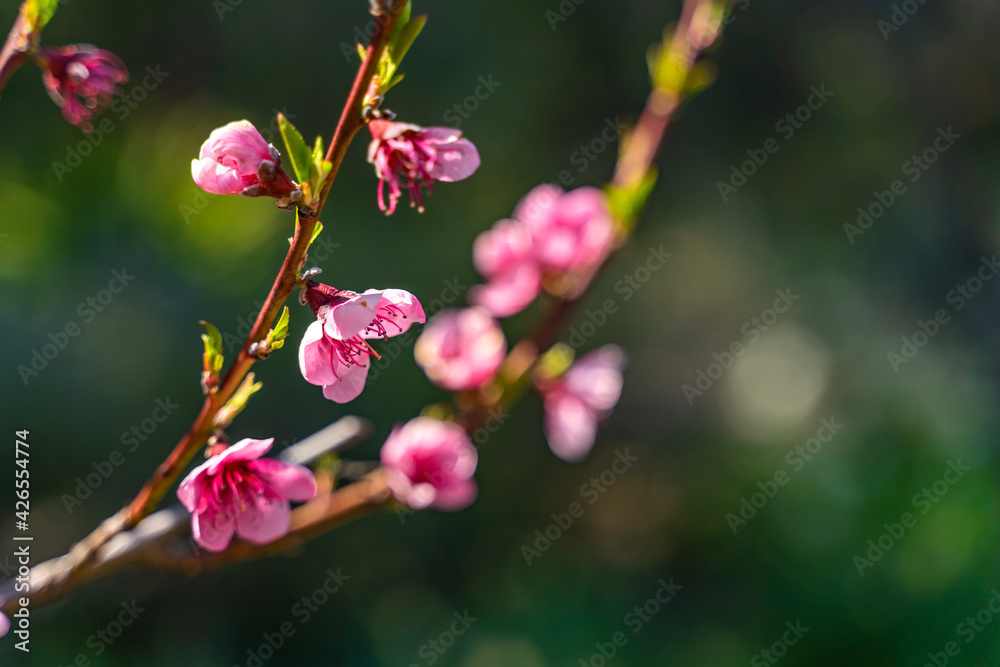 Blooming cherry branch in spring time Blooming cherry branch in spring time