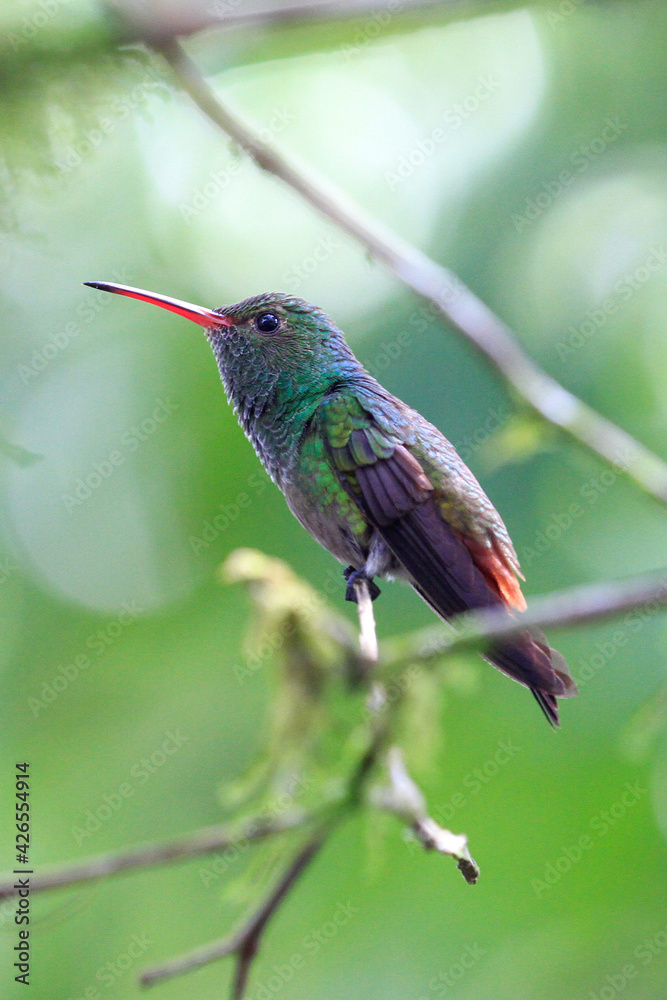 Fototapeta premium hummingbird perched on a branch