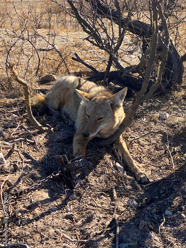 Canvas Print Fur Trapper traps coyote in the desert.