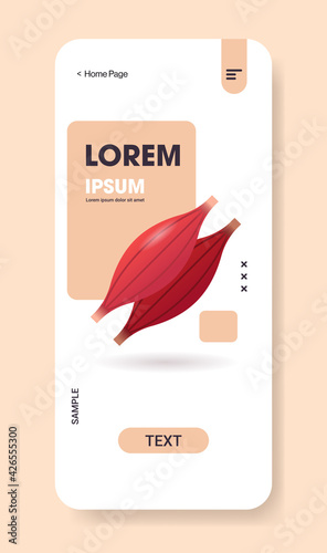 muscle structure human internal organ anatomy healthcare medicine concept smartphone screen mobile app vertical copy space flat
