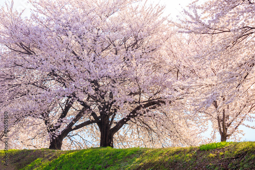  pink cherry blossoms