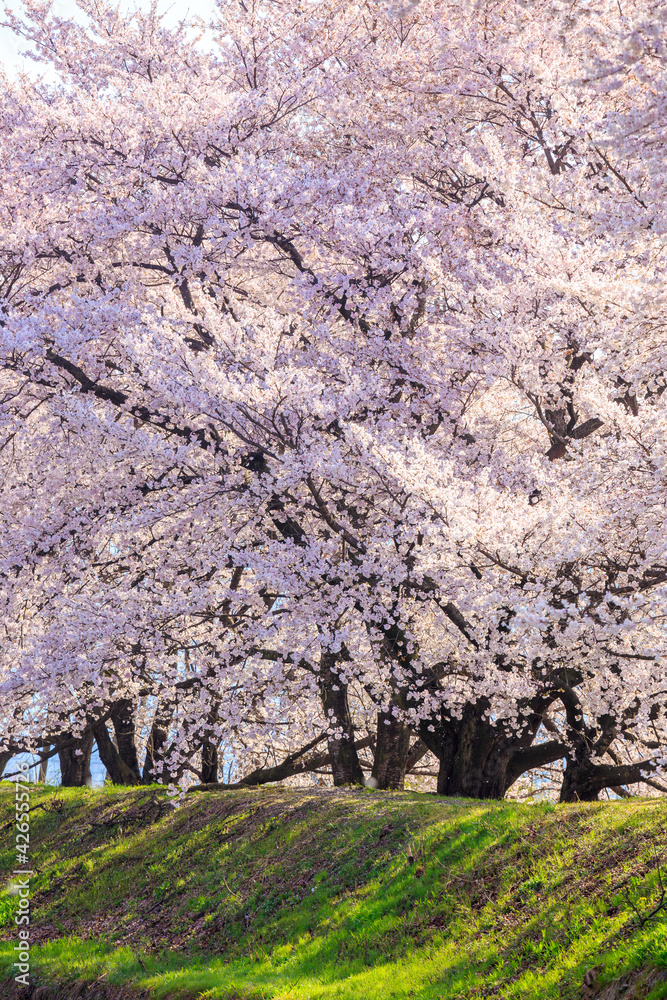 pink cherry blossoms