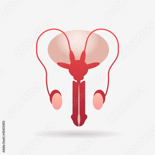 male reproductive system anatomy biology medicine healthcare concept flat photo