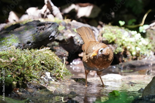 chinese hwamei in the forest