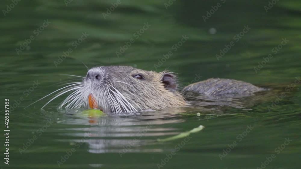 Close up of an invasive coypu eating pieces of plants with its orange teeth while floating on a pond. Slow motion. Close up of an invasive coypu eating pieces of plants with its orange teeth while floating on a pond. Slow motion.