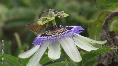 Close up of a butterfly standing over blue crown passion flower and black bumblebee arrives and scare it away. Slow motion. photo