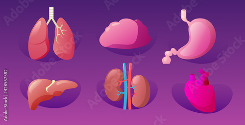 set human internal organs anatomical stomach liver kidneys lungs heart brain icons collection anatomy healthcare medical concept horizontal
