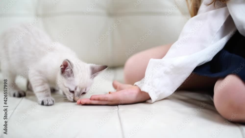 little girl feeds kitten with palms sitting on couch.nevsky masquerade cat little girl feeds kitten with palms sitting on couch.nevsky masquerade cat