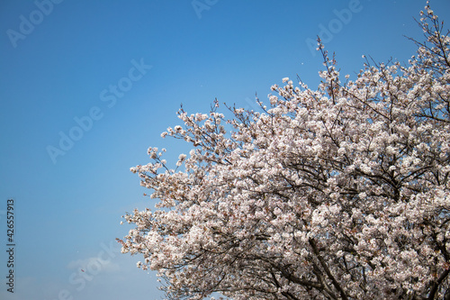 満開の桜と空