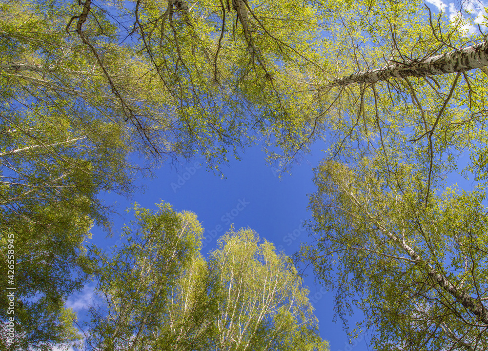 Obraz premium Spring forest on blue sky background, view up