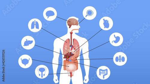 human body structure infographic poster with internal organs icons anatomy system portrait horizontal vector illustration