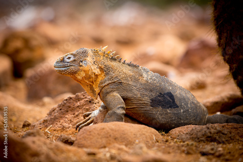 iguana over a rock in Galapagos Islands