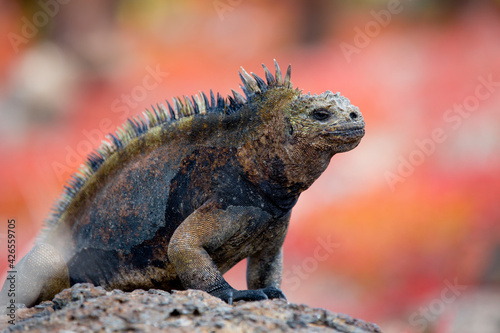 iguana over a rock in Galapagos Islands