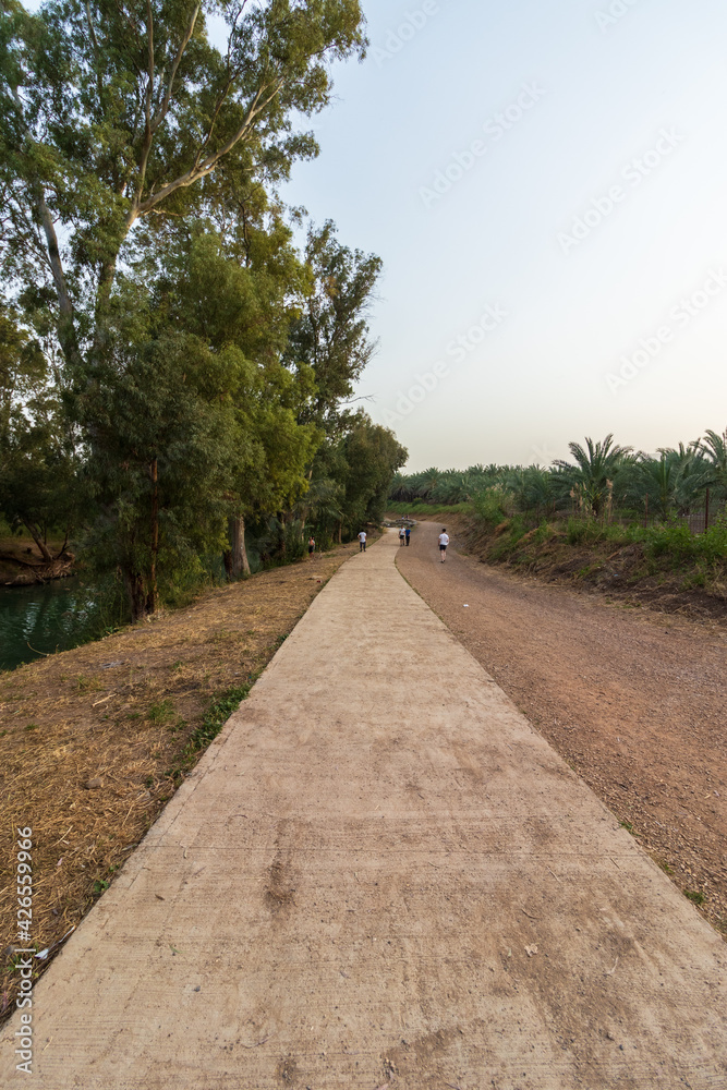 A paved path near dense eucalyptus trees, on the banks of the Yardenit River