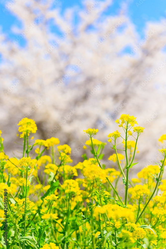 rapeseed field in spring