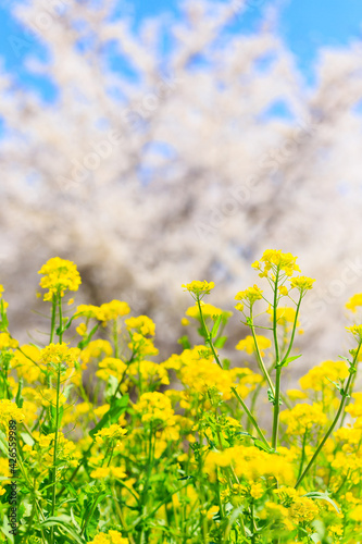 rapeseed field in spring © mutai