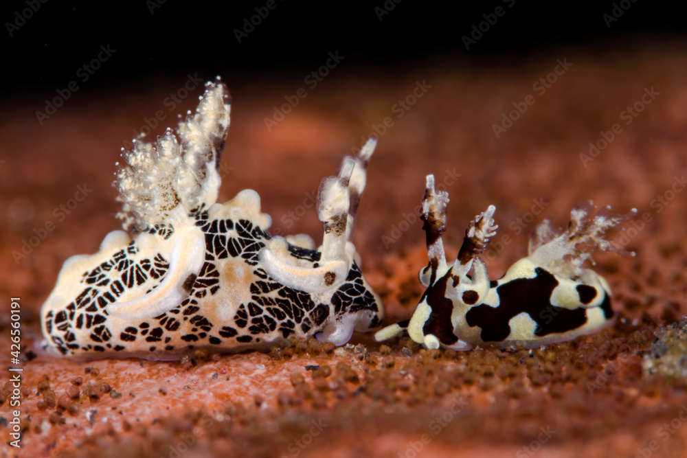 A couple of tiny sea slugs - Trapania tora (big, 10mm) and Trapania sp. (small, 10mm). Feeding on entoprocts - what is growing on the surface of the sponge. Underwater macro world of Tulamben, Bali.