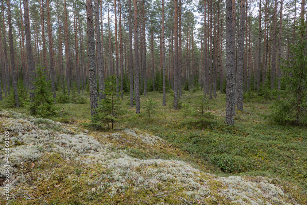 Pine tree landscape . Forest therapy and stress relief forest. Pine tree landscape . Forest therapy and stress relief forest.