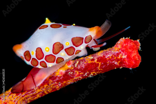 Primovula rosewateri is a species of sea snail. The body length of this creature is only 7mm. Underwater macro world of Tulamben, Bali, Indonesia. photo