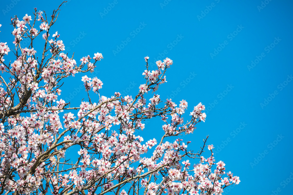 Blooming apple trees in a field in spring