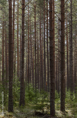 Pine tree landscape . Forest therapy and stress relief forest. © Conny Sjostrom