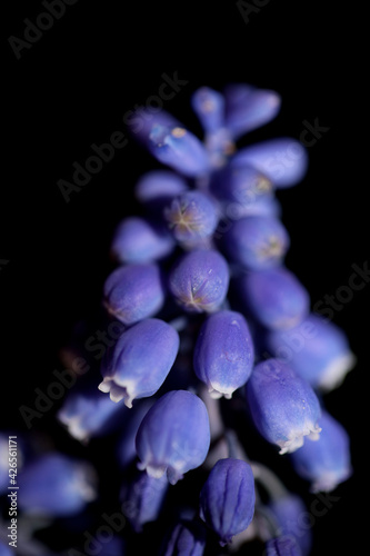 Blue small wild flower macro Muscari neglectum family asparagaceae modern background high quality big size print