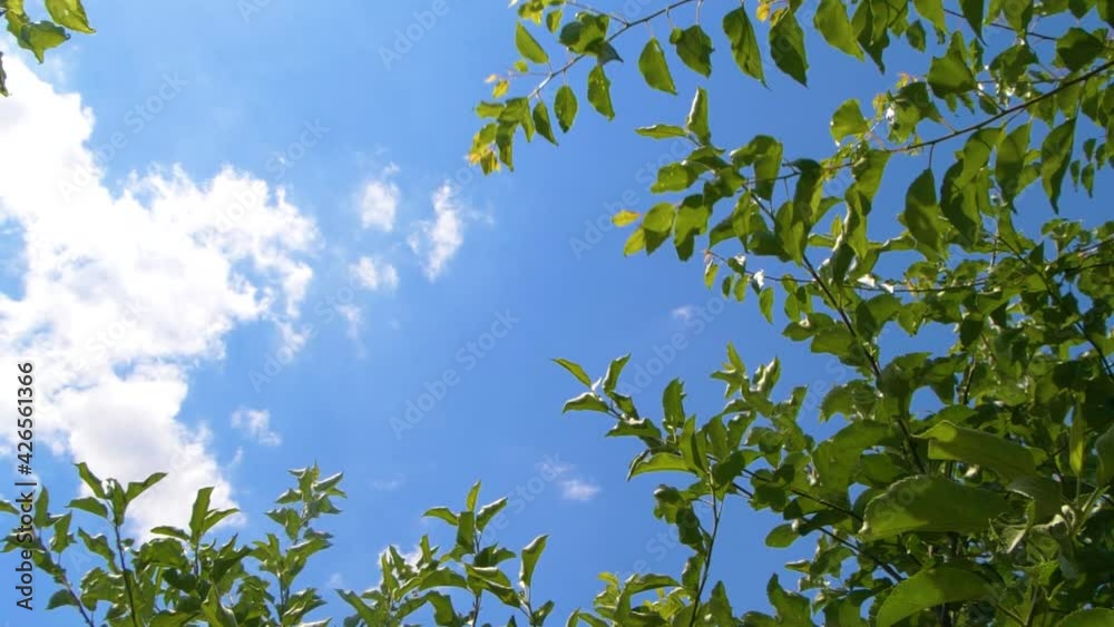 Tree branches with green leaves moving on wind over blue sky with white clouds Tree branches with green leaves moving on wind over blue sky with white clouds