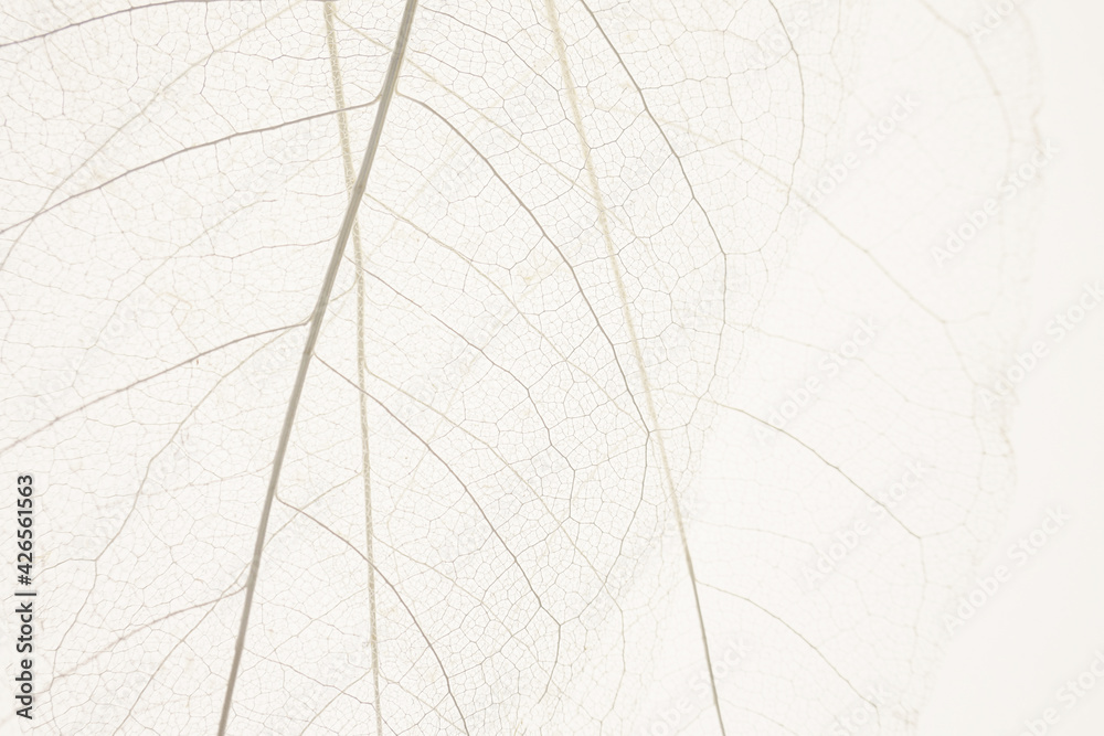 Obraz premium skeleton leaves beige background. White skeletonized leaf on beige background.Skeletonized leaf texture. Beautiful nature plant background.Nature and ecology concept.